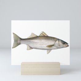 Striped Bass Mini Art Print