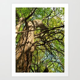 Curved Growth Art Print