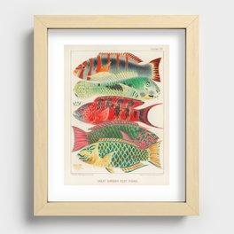Great Barrier Reef Fish by William Saville-Kent, 1893 Recessed Framed Print