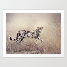 Cheetah on the savannah Art Print