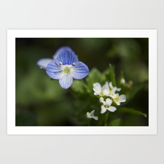 Don't forget me Art Print