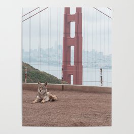 Urban Wildlife - Coyote at the Golden Gate Poster