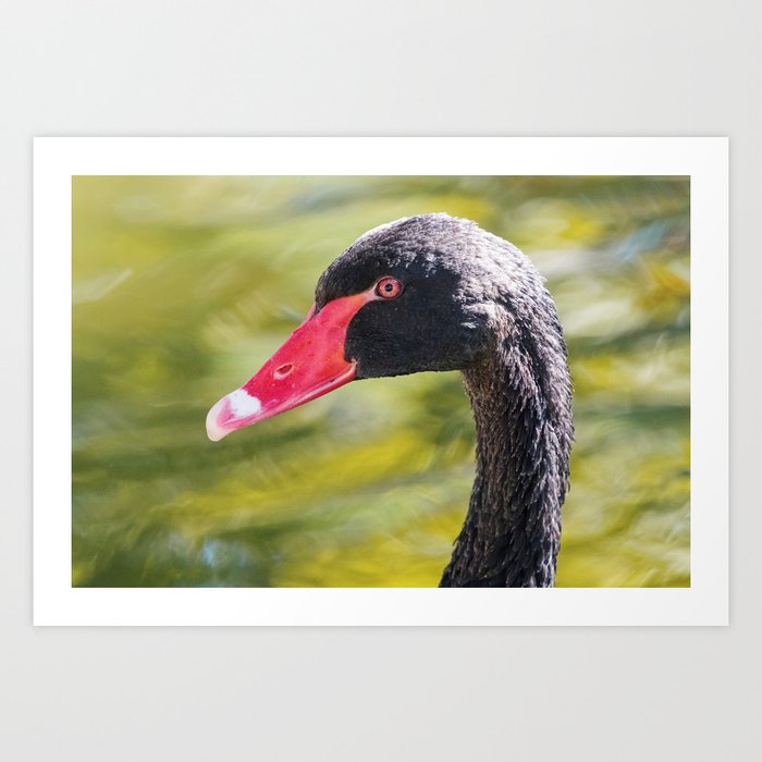 Close up Portrait of a black swan (Cygnus atratus) Art Print
