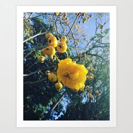 Double Buttercup Art Print | Yellow, Doublebuttercup, Kauai, Photo, Nature, Tree, Buttercup, Flower, Hawaii, Buttercuptree 