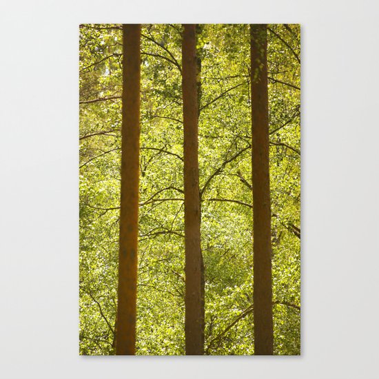 Three Tree Trunks Canvas Print