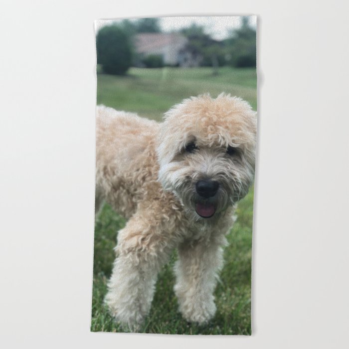Irish soft coated wheaten terrier mix sales