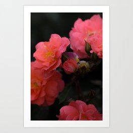 Orange & Pink Flowers, In Macro Art Print
