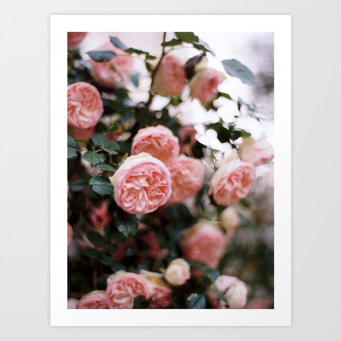 French Pink Garden Roses Art Print