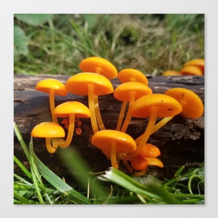 Orange Mycena Canvas Print