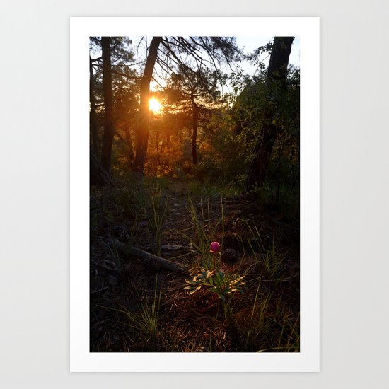 "Flower Into The Woods" Happy Peony looking for the last sun.. Art Print
