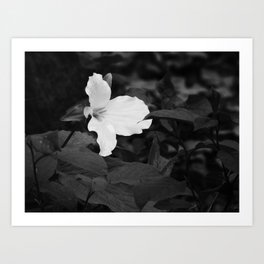 Wild Trillium - black and white Art Print