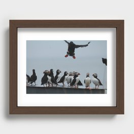 Incoming Puffin - Petit Manan Island, ME Recessed Framed Print