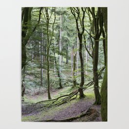 Trees - Rold Skov Poster