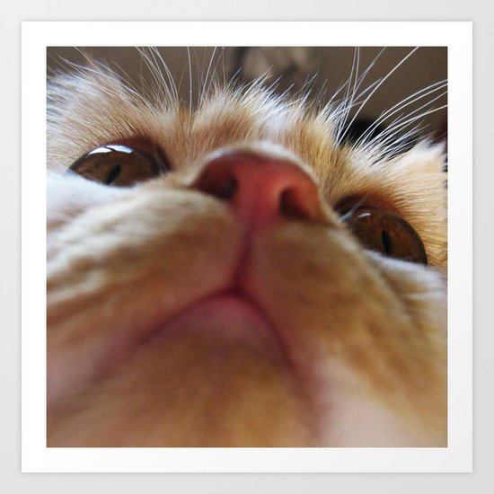 Funny Cute Cat Macro Eyes Art Print