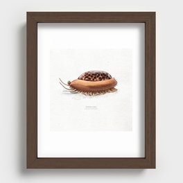 Tortoise cowry scientific illustration art print Recessed Framed Print