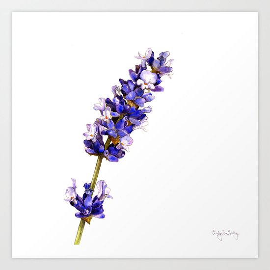 Mediterranean Lavender on White Art Print