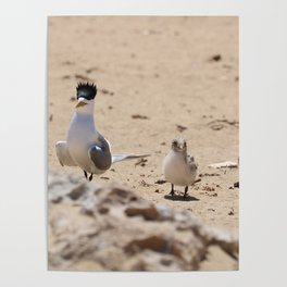 Tern Family Poster