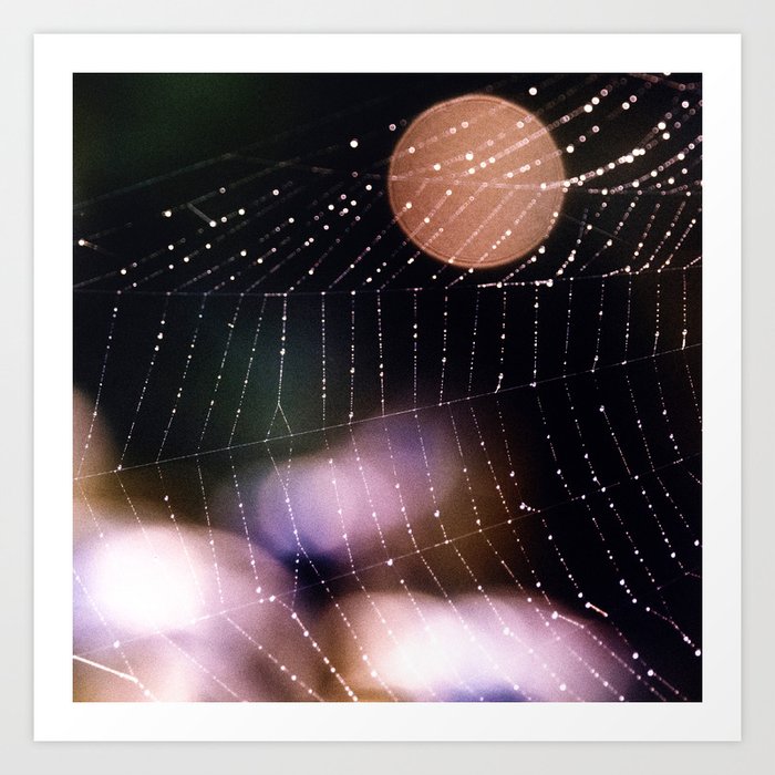 Orb Weaver Spider Web VIII Art Print