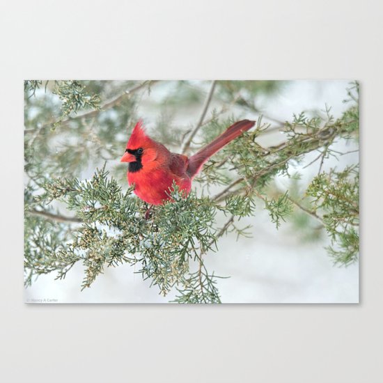 Cocky Cardinal Canvas Print