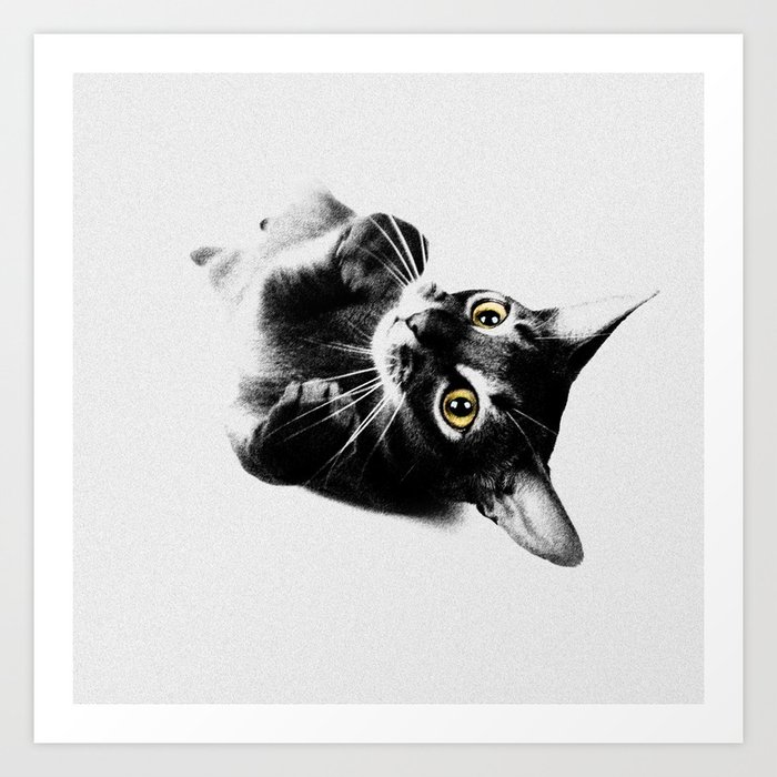 Black abyssinian top