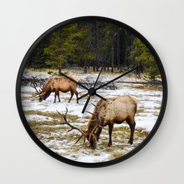 Jasper Locals- Male Elk/Wapiti Wall Clock