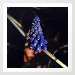 Grape Hyacinth Flowers II Art Print
