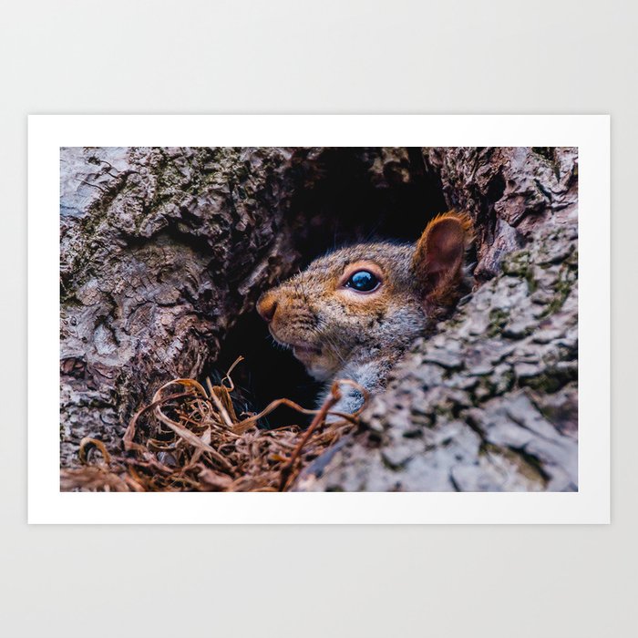 Squirrel At Home Photograph Art Print