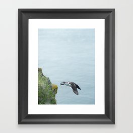 Minimalistic image of a razorbill flying with the Atlantic Ocean in the backdrop at Latrabjarg | Nature photography Iceland Framed Art Print