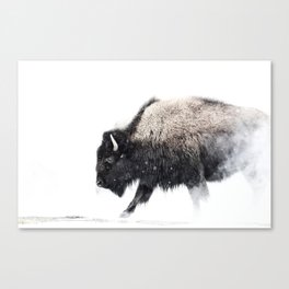 Prancing Buffalo Canvas Print