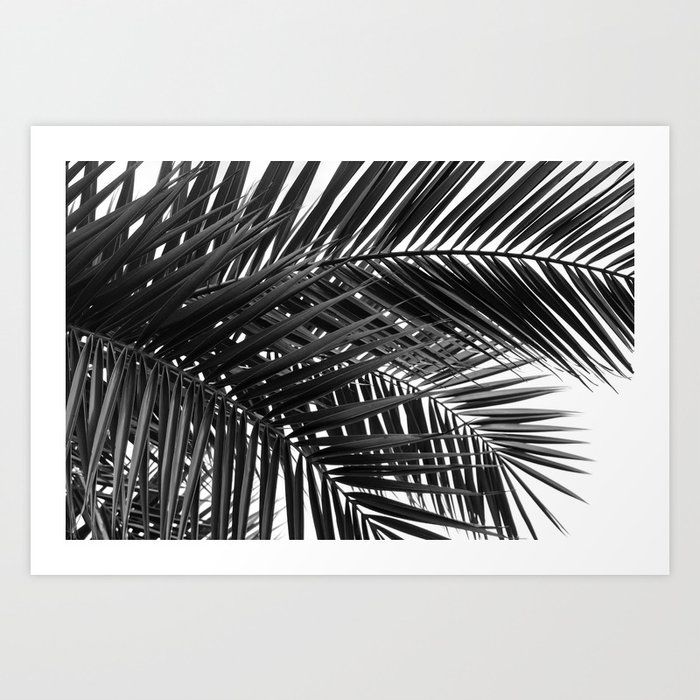 Tropical Palm Leaves Black And White Nature Photography Art Print By Staypositivedesign