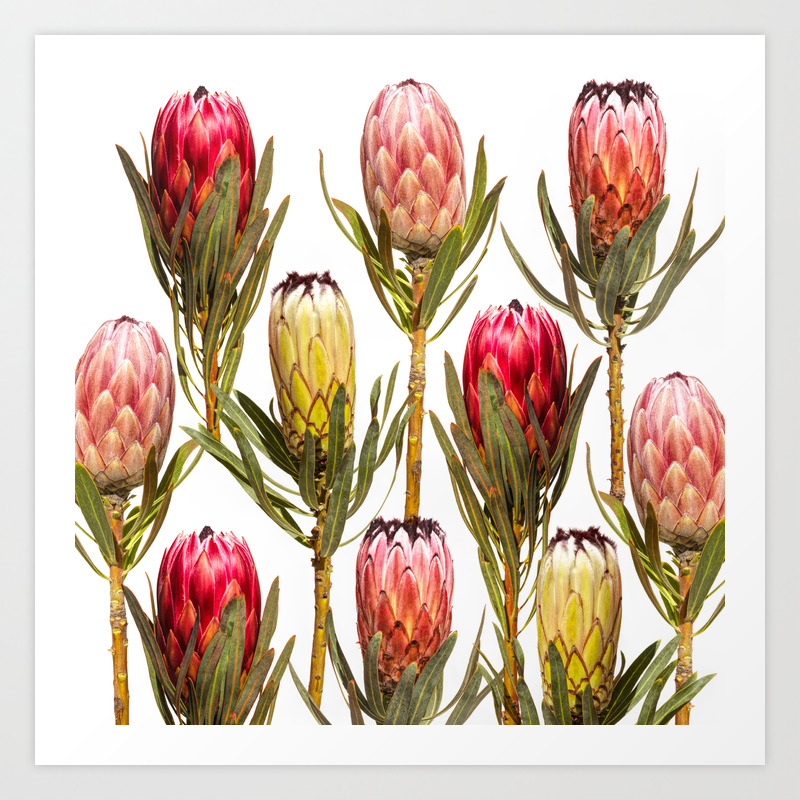 4 Proteas Art Print By Jvz Society6