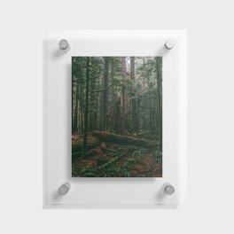 Cathedral Grove Print II | Vancouver Island, BC | Landscape Photography Floating Acrylic Print