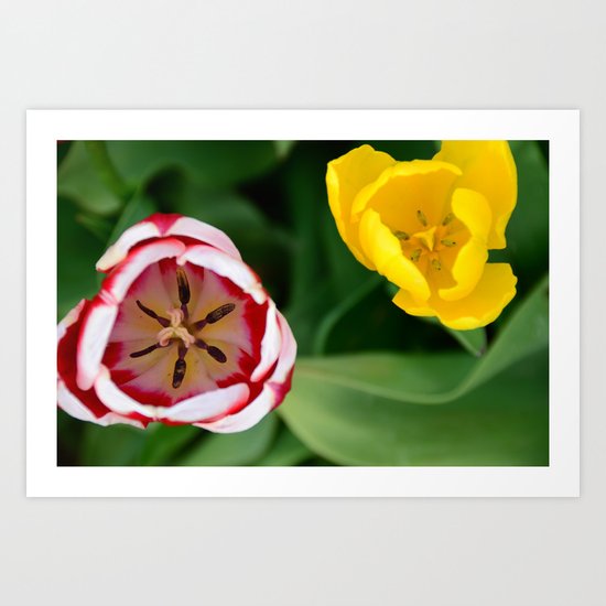 Two Tulips Art Print