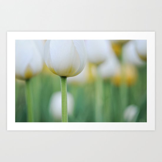 White Tulips Art Print
