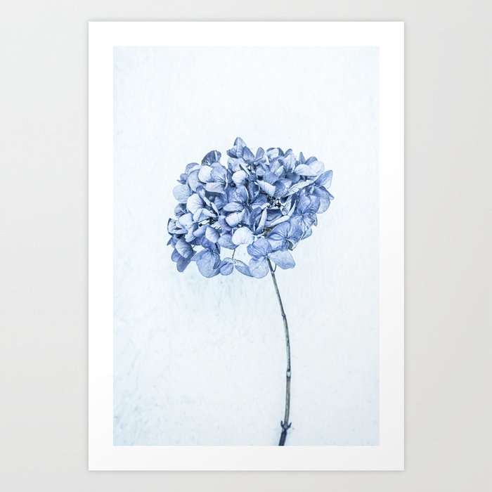 Hydrangea Blue 2 Art Print