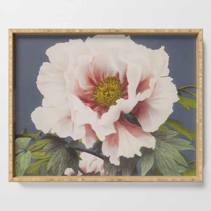 Tree Peony (1896 ) - Hand colored collotype   by Ogawa Kazumasa Serving Tray