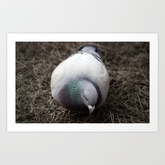 Pidge Art Print