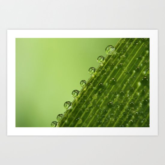 Fresh Green Dew Drops Art Print