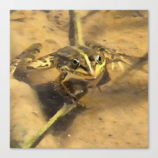 Marsh Frog Canvas Print