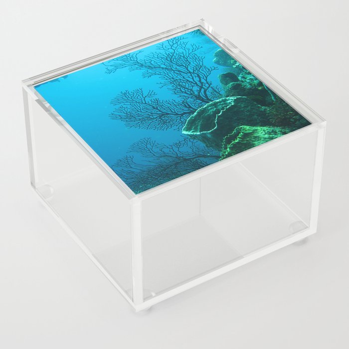 butterfly fish Acrylic Box