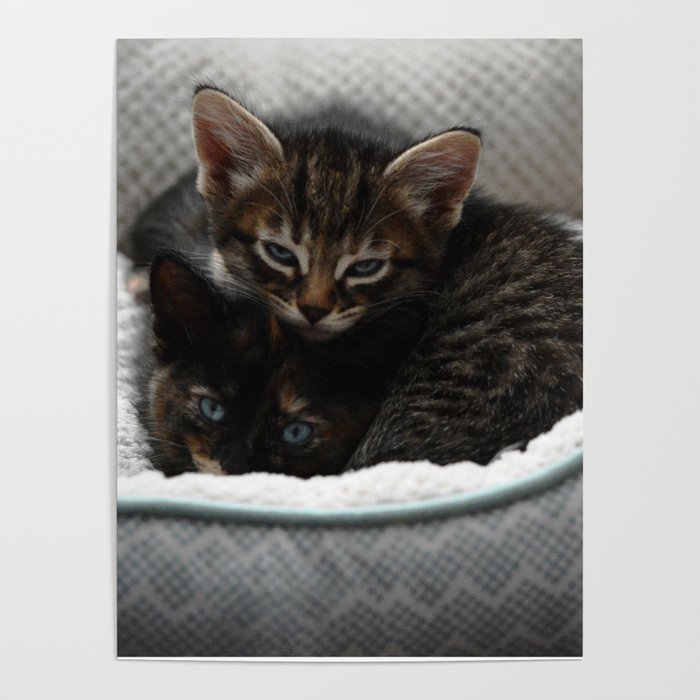 Kittens Poster