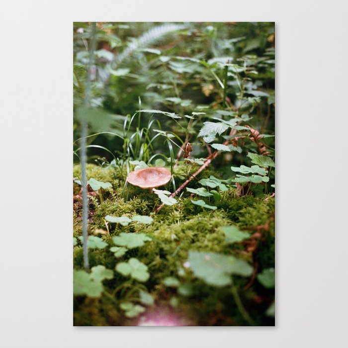 Mushroom in the Hoh Rainforest Canvas Print