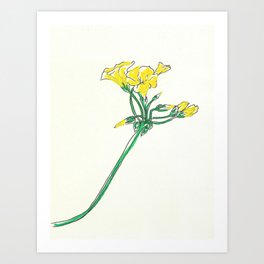 Oxalis pes-caprae Art Print