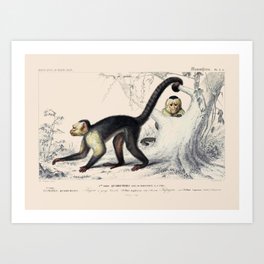Vintage Capuchin Monkeys Art Print