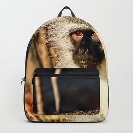 Cute Vervet Monkey in the Wilde Backpack | Nature, Wildlife, African, Animal, Single, Savanna, Primates, Monkeyportrait, Wild, Woodland 