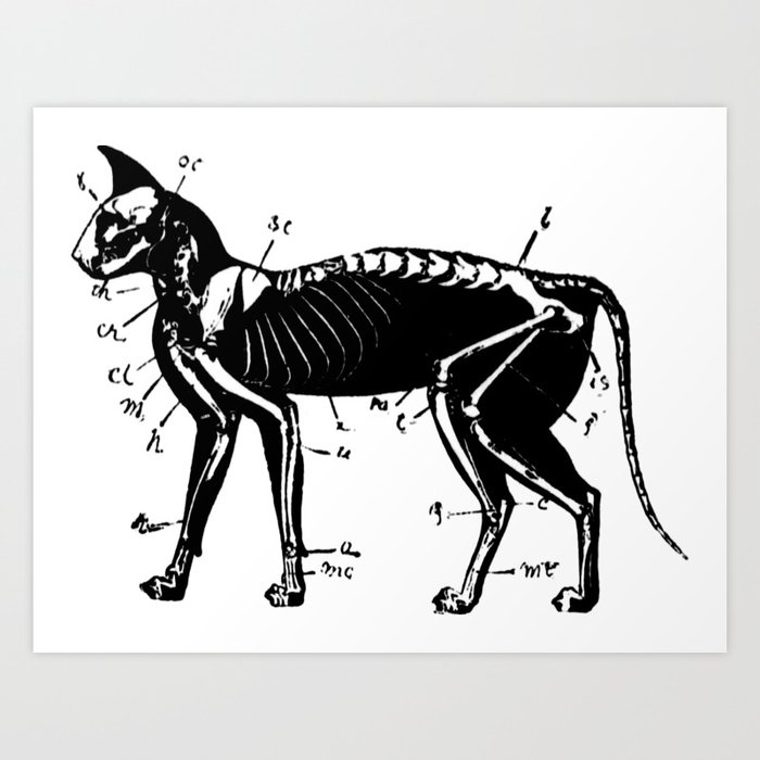 Скелет кошки рисунок
