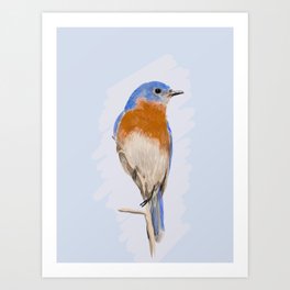 Eastern Bluebird  Art Print