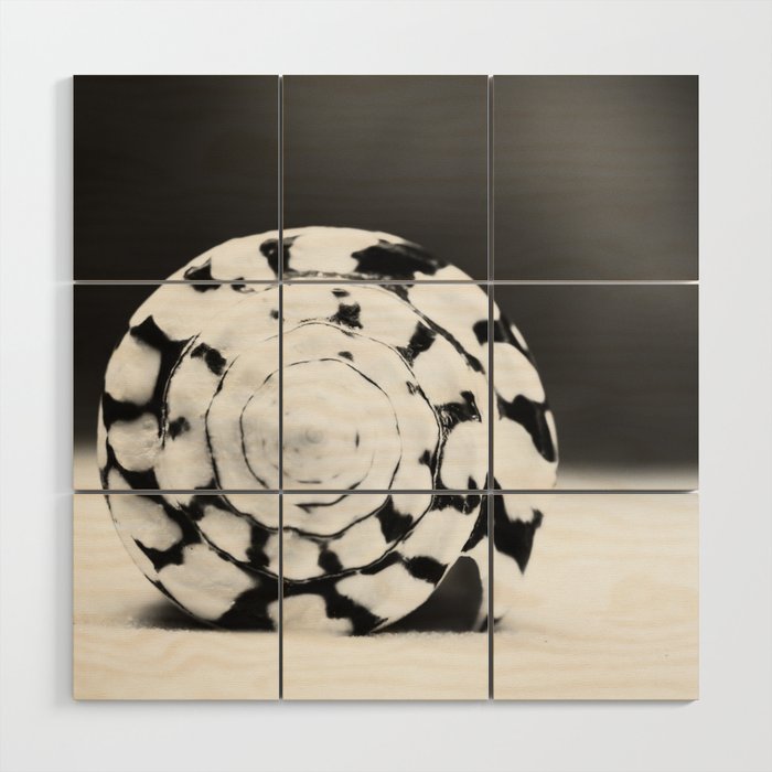 Black And White Seashell Photography Shell Photo Neutral Beach Art Black White Coastal Photo Wood Wall Art By Carolyncochrane Society6 Shop unique custom made canvas prints, framed prints, posters, tapestries, and more. society6