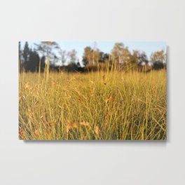 grassy field sunset Metal Print