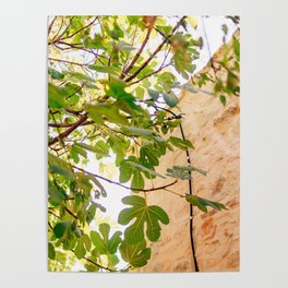 The Fig Tree & The Ancient Building | Still Live & Street Photography in Greece, Europe | Island Live in Summer Poster